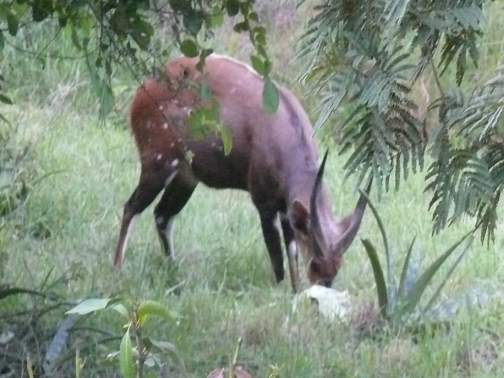 Amanzimlotzi Riverside Bush Camp Hoedspruit Camera foto